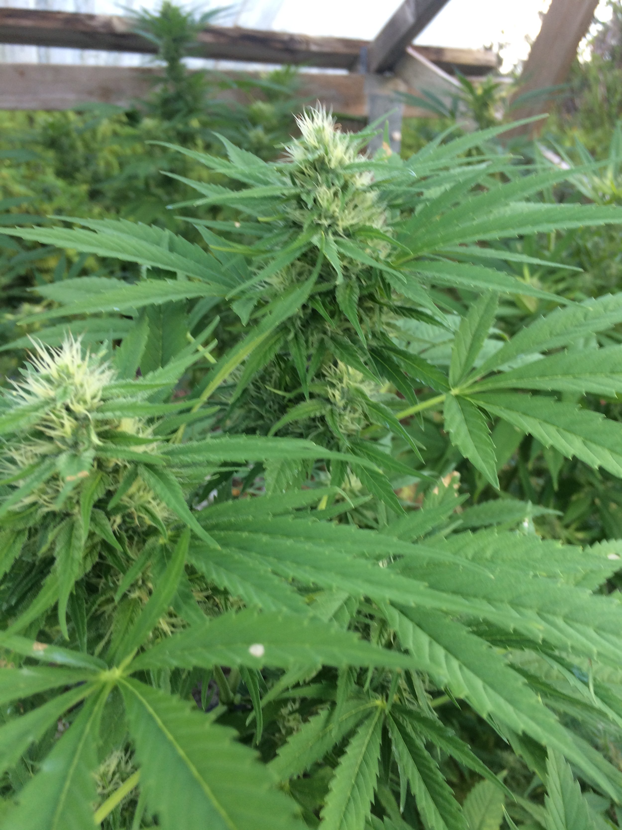 Jungle Berry